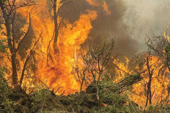 آتش سوزی مراتع کوه روستای درخت بید سرخس