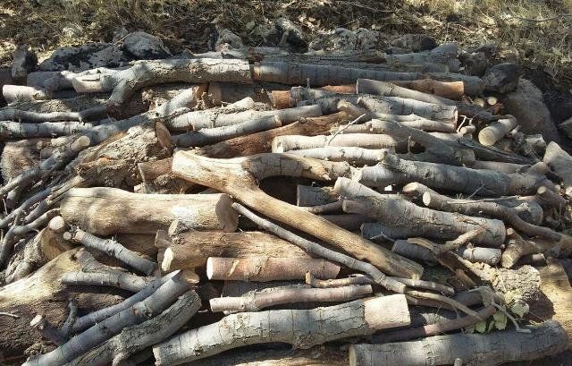 ۱۹ تن چوب قاچاق در جغتای کشف شد