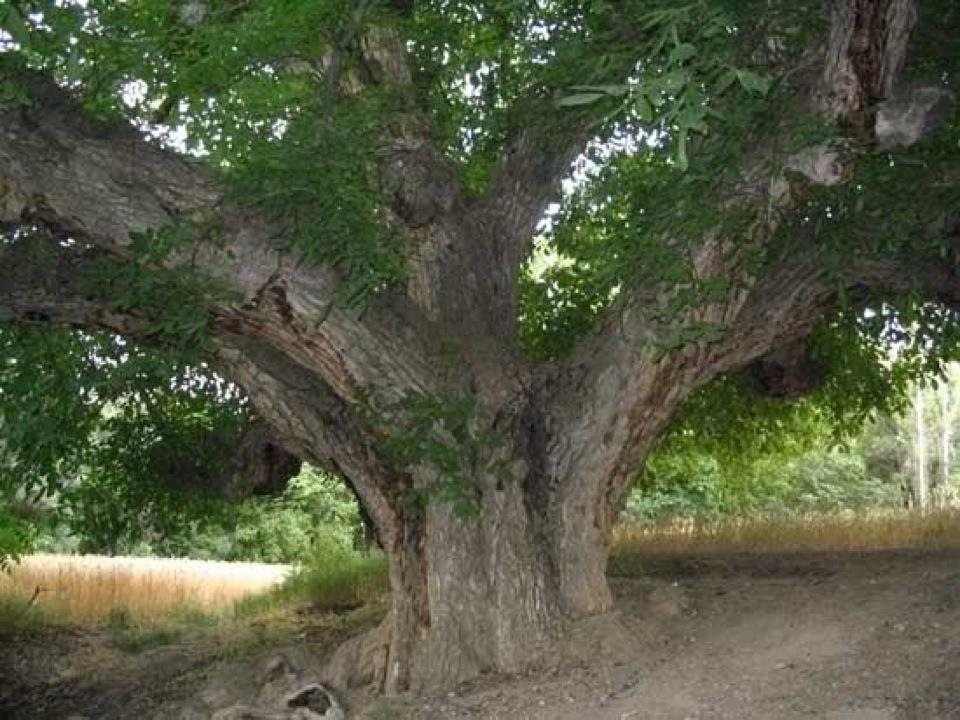 ثبت «درخت کهنسال بنه کلاته بید» شهرستان بجستان در میراث طبیعی ملی کشور رقم خورد