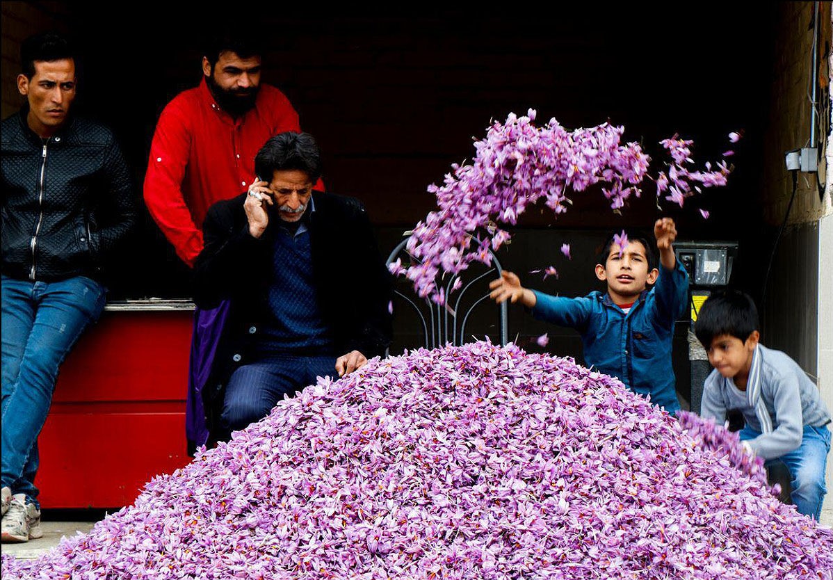 بزرگ‌ترین بازار گل زعفران شرق کشور در تربت‌حیدریه راه‌اندازی شد