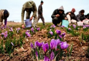 زعفران کاران رشتخواری بیش از دو تن زعفران خود را تحویل مراکز خرید دادند