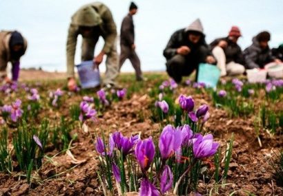 زعفران کاران رشتخواری بیش از دو تن زعفران خود را تحویل مراکز خرید دادند