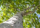 دستگیری متهمان به سرقت درختان سبز چنار در سبزوار