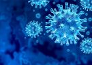 رئیس دانشکده علوم پزشکی تربت‌جام: آمار بهبودیافتگان به ویروس کرونا ۱۵ نفرو مبتلایان به ۱۹ نفر افزایش یافت