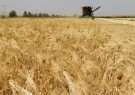 ۲۰ هزار تن گندم و حدود ۱۵ هزار تن جو از اراضی شهرستان رشتخوار برداشت می‌شود
