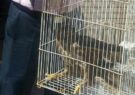 پرنده شکاری سارگپه تحویل محیط زیست رشتخوار شد