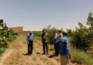 مدیر جهاد کشاورزی رشتخوار: در قانون اصطلاحی تحت عنوان زمین خواری وجود ندارد