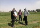 کیل گیری مزرعه یونجه در شهرستان چناران جهت معرفی برترین‌های بخش کشاورزی