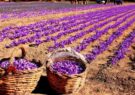 کارگران فصلی زعفران در شهرستان رشتخوار تربت‌حیدریه واکسینه می‌شوند