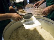 توزیع ۲۳ تن برنج با قیمت مصوب بین هیئت‌های مذهبی باخرز￼