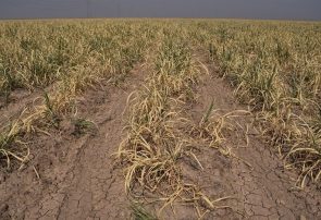 خسارت بیش از ۹ هزار میلیارد تومانی خشک‌سالی و سیل به کشاورزی خراسان رضوی￼