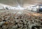 تولید بیش از ۱۷ هزار تن گوشت مرغ در سبزوار