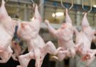 ۱۷ هزار تن گوشت مرغ در خراسان رضوی تولید شد