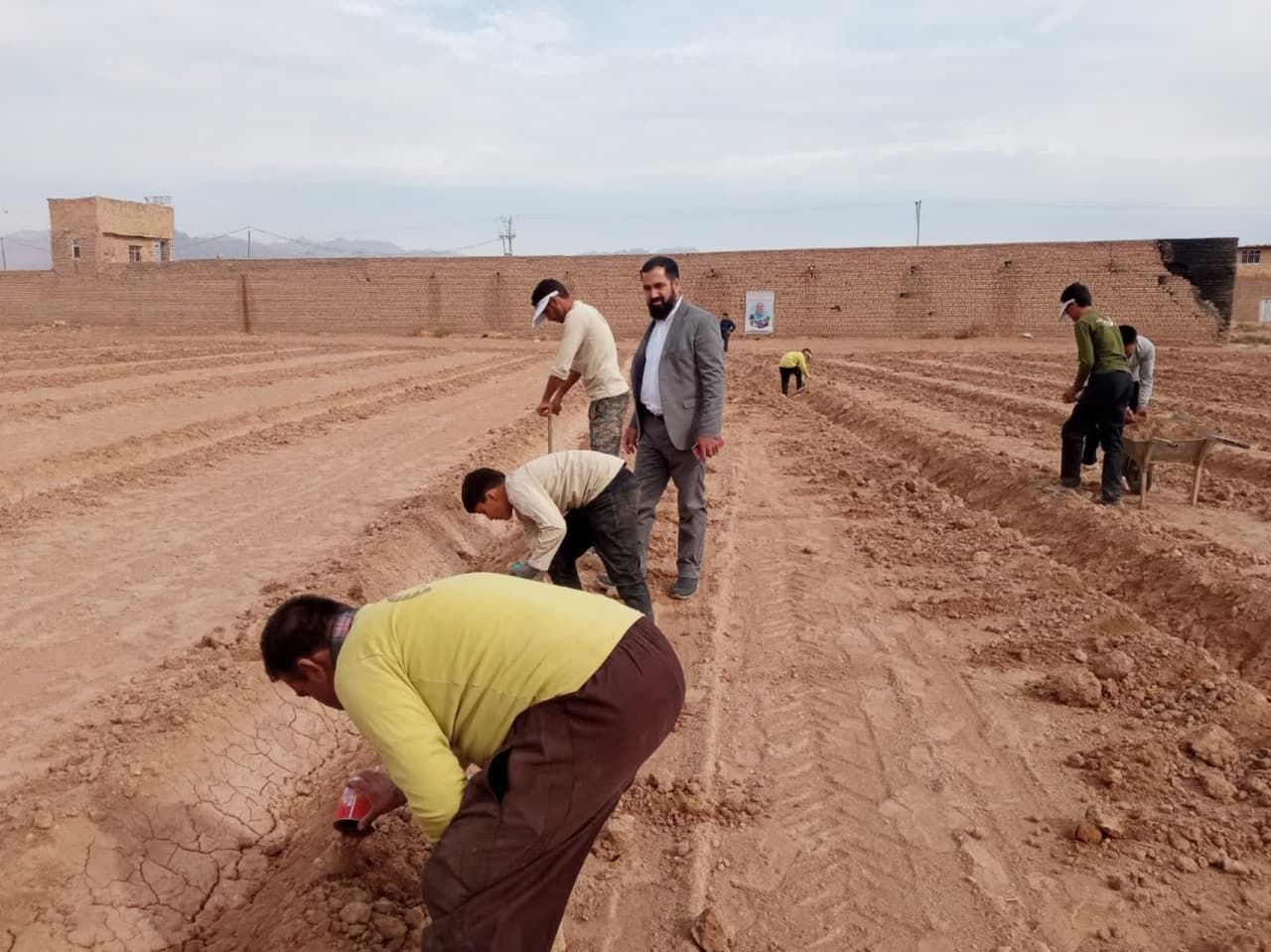 با توزیع بیش از ۱۰ هزار نشاء آنغوزه:اولین مزرعه الگویی زراعی گیاه آنغوزه در شهرستان کاشمر کشت شد
