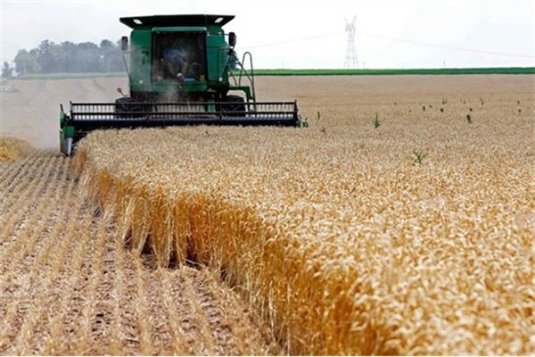 خرید تضمینی گندم در غرب خراسان رضوی ۳۵ درصد افزایش یافت