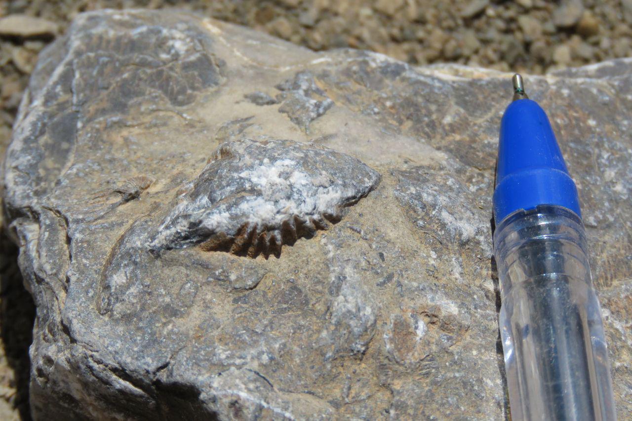 کشف عرصه سنگواره‌های چند صد میلیون ساله در خلیل‌آباد