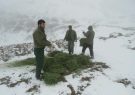 کمک محیط‌بانان تربت حیدریه به مناسب‌سازی زیستگاه پلنگ ایرانی در روزهای برفی