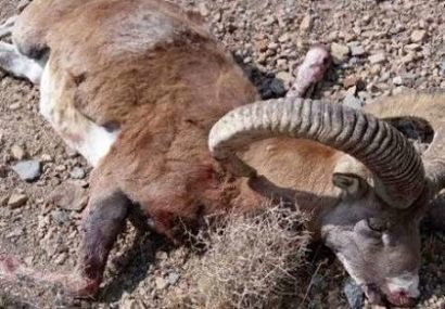 شکارچی متخلف در منطقه عشایری سرخس دستگیر شد