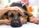 واکسیناسیون ۶۷۴۰ قلاده سگ در برابر بیماری هاری در قوچان