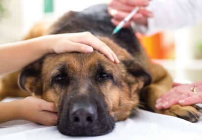 واکسیناسیون ۶۷۴۰ قلاده سگ در برابر بیماری هاری در قوچان