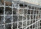 از اتلاف شبانه مرغ‌ها تا ثبت اولین مستند حضور گربه وحشی در کاشمر