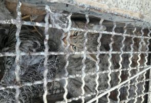 از اتلاف شبانه مرغ‌ها تا ثبت اولین مستند حضور گربه وحشی در کاشمر