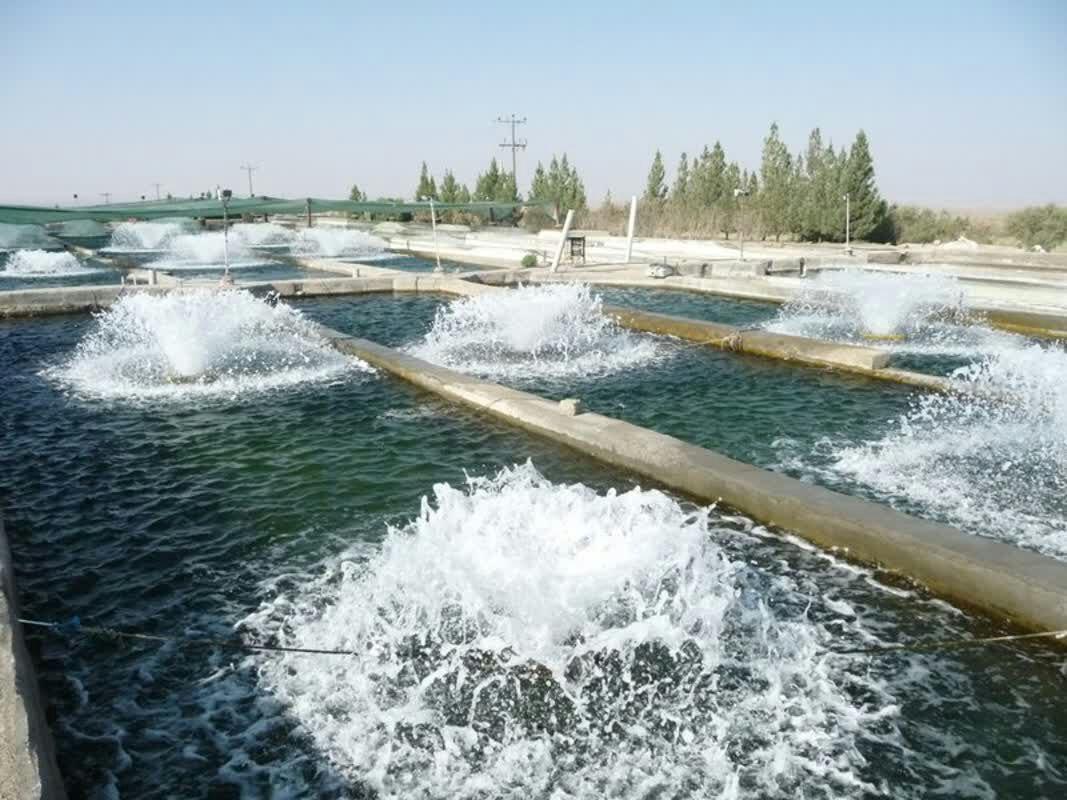 سبزوار رتبه اول پرورش ماهی و تولید آبزیان در استان خراسان رضوی است