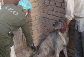 واکسینه شدن ۱۵۹۹ قلاده سگ‌ صاحب دار از ابتدای سال تاکنون در کاشمر