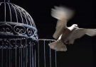۴۱ نفر از محکومین زندان شهرستان تربت جام مشمول عفو شدند