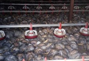 ۱۵ هزار قطعه جوجه مرغ گوشتی در روستای ثقیه شهرستان سبزوار تلف شد