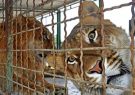 پرونده تعطیلی باغ‌وحش مشهد بسته شد