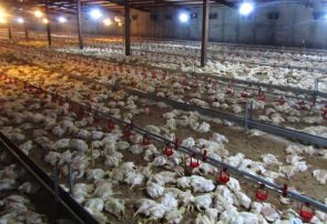 تلفات ۴۵ هزاری مرغ و ماهی در سیل داورزن