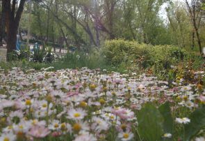 عکس‌های بهاری از پارک جنگلی شهرستان قوچان