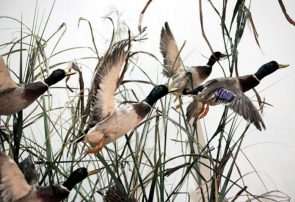 اردک سرسبز رکورد دار جمعیت پرندگان مهاجر در خراسان رضوی