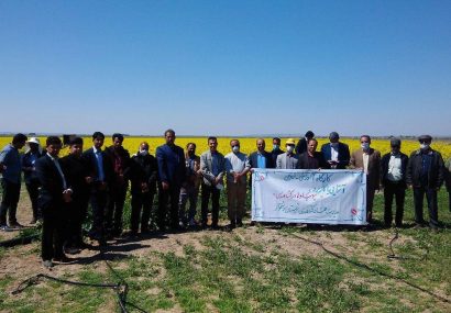 کشت آزمایشی کلزای بهاره در مزرعه آستان قدس رضوی رشتخوار