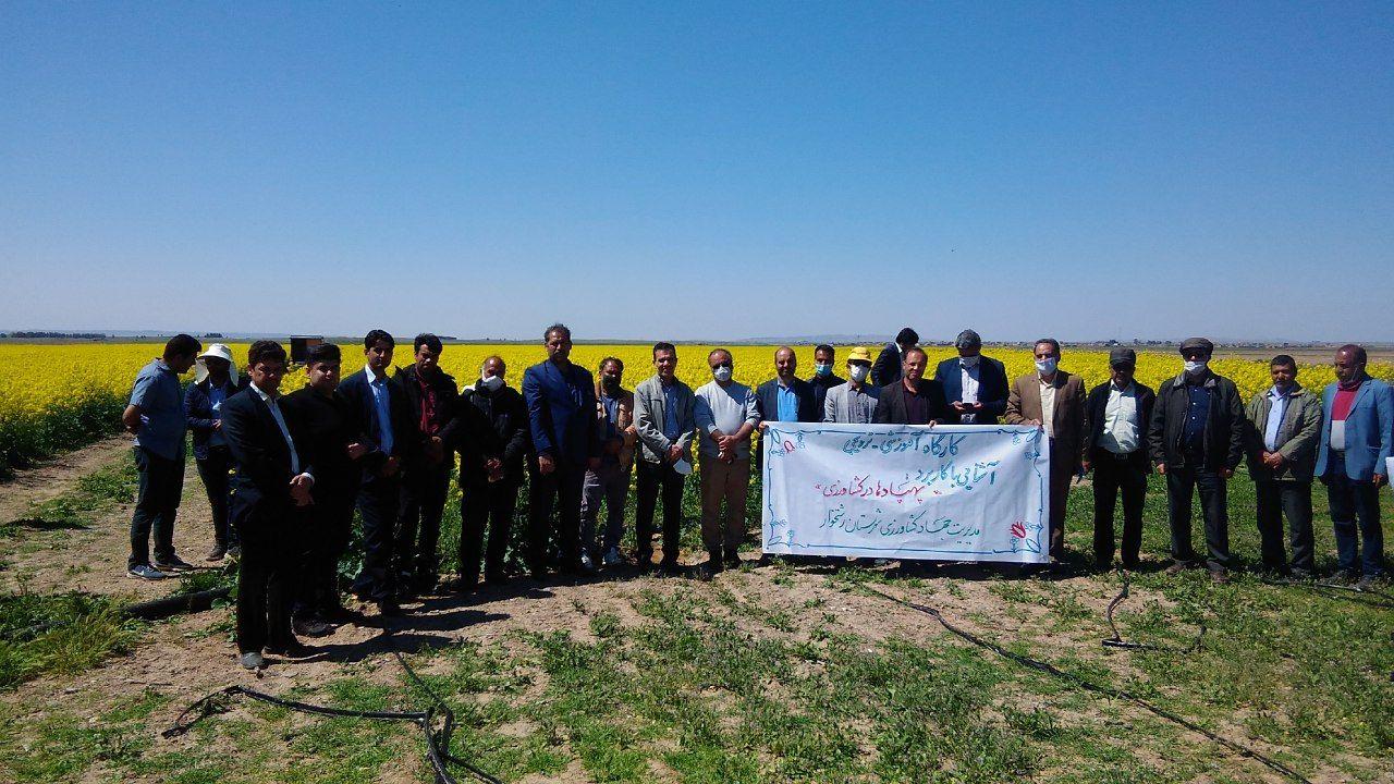 کشت آزمایشی کلزای بهاره در مزرعه آستان قدس رضوی رشتخوار
