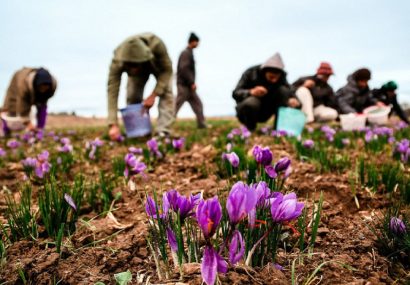 نماینده مردم تربت‌حیدریه در مجلس شورای اسلامی: یک‌چهارم مطالبات زعفران کاران پرداخت می‌شود