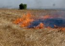 مدیر جهاد کشاورزی جوین: سوزاندن کاه و کلش در مزارع کشاورزی غیر علمی و غیرقانونیست