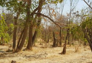 رئیس اداره منابع طبیعی و آبخیزداری تربت‌جام: سه هزار درخت پارک جنگلی طی پنج سال خشک شد