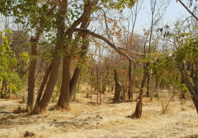 رئیس اداره منابع طبیعی و آبخیزداری تربت‌جام: سه هزار درخت پارک جنگلی طی پنج سال خشک شد