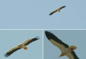 مشاهده پرنده نادر درخطر انقراض کرکس مصری کوچک در رشتخوار