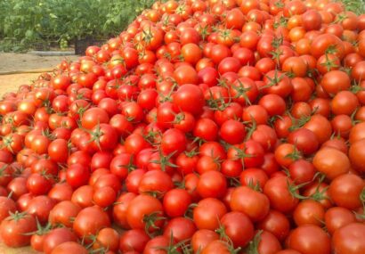 کشت گوجه فرنگی در سطح ۱۱ هزار و ۵۰۰ هکتار از اراضی خراسان رضوی
