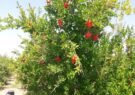 مبارزه بیولوژیک با کرم گلوگاه در باغ های انار رشتخوار به روش پرچم زدایی
