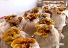 پرورش قارچ گانودرما داروی معجزه آسا برای بسیاری از بیماری‌ها در شهرستان مشهد