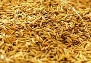 توزیع سبوس گندم یارانه دار و سایر نهاده‌های دامی در شهرستان رشتخوار