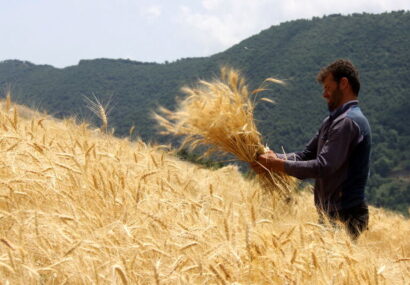 ۱۰۷ هزار تن گندم در خراسان رضوی به نرخ تضمینی خریداری شد