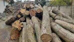 کشف ۱۳ تن چوب جنگلی قاچاق در داورزن