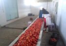 خط تولید پودرگوجه فرنگی درشرکت تعاونی سپید پیازفروغ آفتاب رشتخوار راه اندازی شد