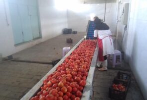 خط تولید پودرگوجه فرنگی درشرکت تعاونی سپید پیازفروغ آفتاب رشتخوار راه اندازی شد