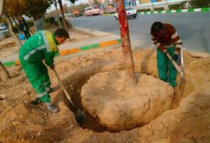 کاشت و نگهداری بیش از ۱۲ هزار و ۵۰۰ اصله درخت روتبال در مشهد